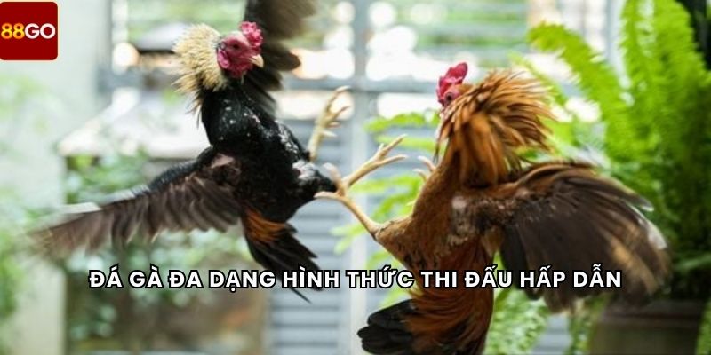 Đá gà đa dạng hình thức thi đấu hấp dẫn