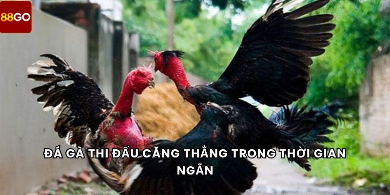 Đá gà thi đấu căng thẳng trong thời gian ngắn
