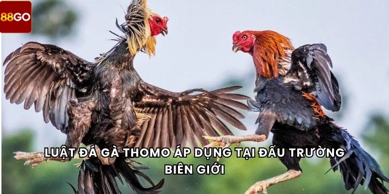 Luật đá gà Thomo áp dụng tại đấu trường biên giới
