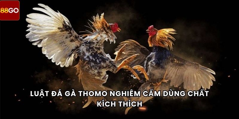 Luật đá gà Thomo nghiêm cấm dùng chất kích thích