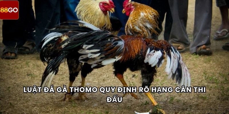 Luật đá gà Thomo quy định rõ hạng cân thi đấu